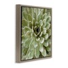 Stupell Industries Green Botanical Succulent Bloom, 25" x 25" - 3 of 4