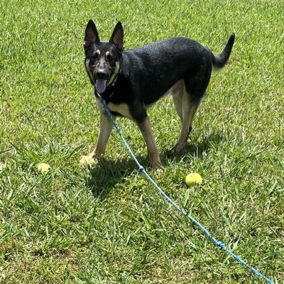 Kong Squeakair Tennis Ball Dog Toy - Yellow - L - 2ct : Target