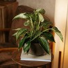LiveTrends Earthbound Ceramic Indoor Novelty Planter Beige 6.5"x6.5"x5.5" - 4 of 4