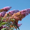 Buddleia Bi-Color - National Plant Network: Pollinator-Friendly Shrub, Full Sun Tolerance, 4" Nursery Pot - 3 of 4