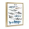 Stupell Industries Shark Chart Watercolor Marine Animals Floating Frame Canvas Art, Gold, 17" x 21" - 2 of 4