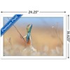 Trends International The Comedy Wildlife Photography Awards: Anup Deodhar - Rockstar Framed Wall Poster Prints - 3 of 4
