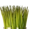 National Tree Company 3-Piece Sprout-Filled Glass Assortment - 3 of 4