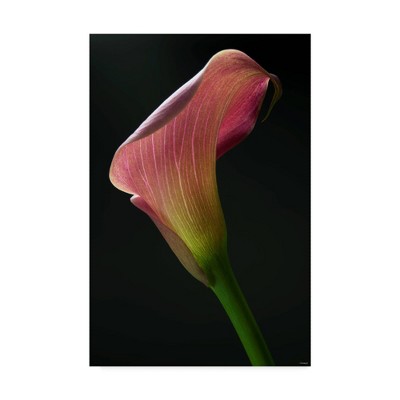 16" x 24" Light Pink Lily by Gordon Semmens - Trademark Fine Art