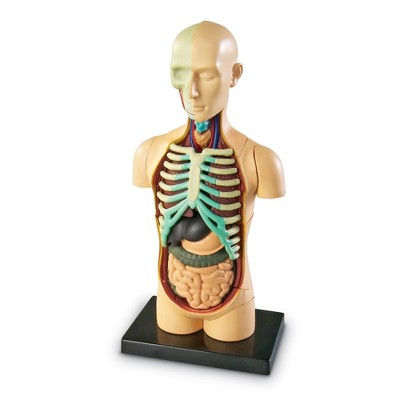 anatomy toys for kids