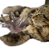 Unique Bargains Cat Feather Plaything Cat Wand Replacement Feather Fluffy Plume Brown 3 Pcs - 3 of 4
