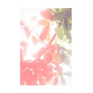 Trademark Fine Art - Lynann Colligan Summer Leaves No 2 Canvas Art - 1 of 4