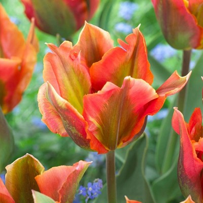 Set of 12 Tulip Bulbs Artist Set - Van Zyverden