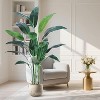 6FT Realistic Bird of Paradise Artificial Plant, Silk Faux Tree with 17 Trunks - 2 of 4