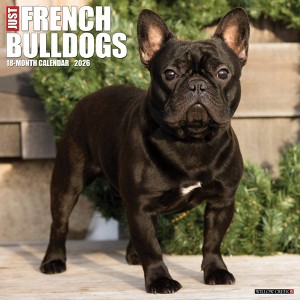 Willow Creek Press 2026 French Bulldogs Wall Calendar - 1 of 4