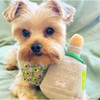 Haute Diggity Dog Puptron Plush Dog Toy With Squeaker - 3 of 3