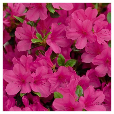 Azalea 'Rene Michelle' 1pc - National Plant Network - U.S.D.A. Hardiness Zones 5 - 8