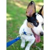 Country Brook Petz Premium Nylon Dog Collar with Metal Buckle for Small Medium Large Breeds - Vibrant 30+ Color Selection - 4 of 4