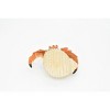 Collectible Wildlife Gifts | Hermit Crab Toy. Crustaceans, Museum Quality Rubber Model, Ocean, Beach, Sea, Animal, Hand Painted, 5" CH095 BB85 - 4 of 4