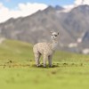 Breyer Animal Creations CollectA Farm Life Collection Miniature Figure | Alpaca - 3 of 4