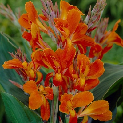 5ct Cannas Stadt Fellbach Bulbs - Van Zyverden