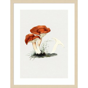 Amanti Art Hand Drawn Rufous Milkcap Mushroom by Biodiversity Heritage Library Wood Framed Wall Art - 1 of 4
