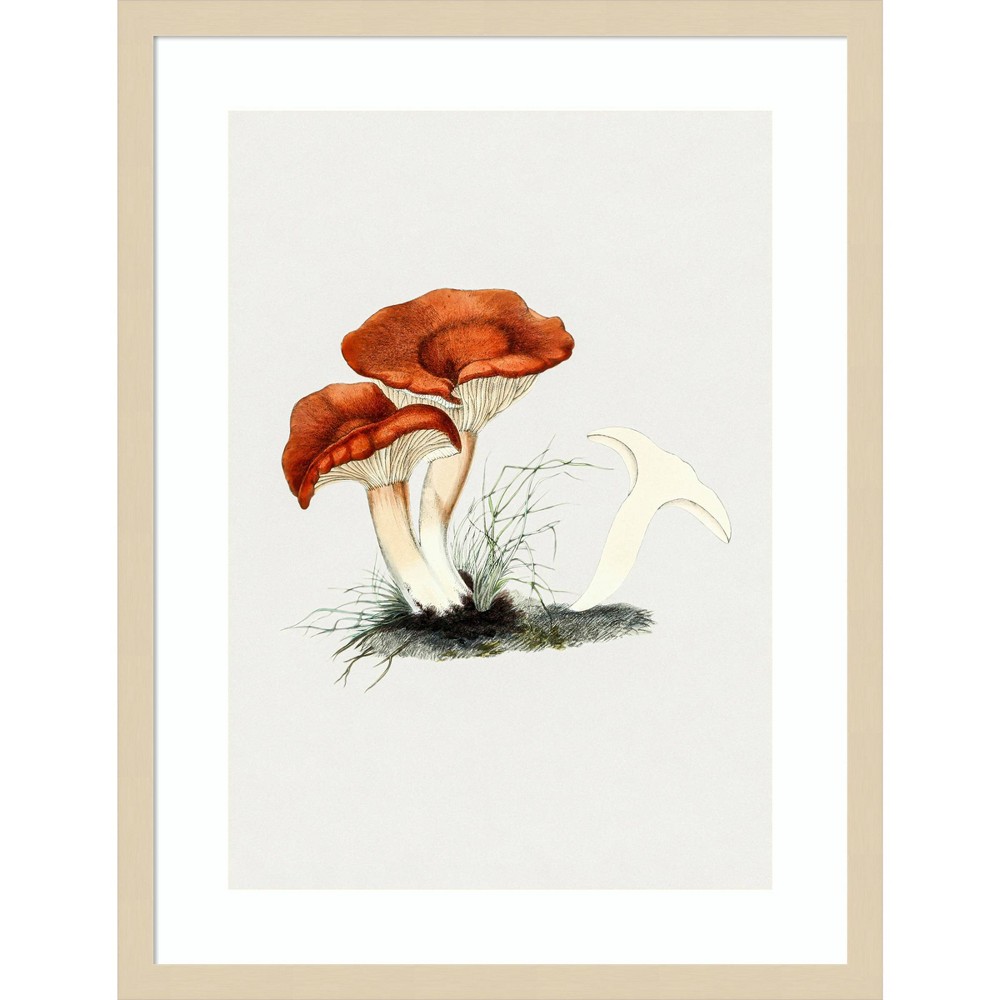 Photos - Other Decoration Amanti Art 19"x25" Hand Drawn Rufous Milkcap Mushroom: Giclee Print, Hardwood Frame, Wall Decor