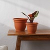 Bloem Ariana Round Resin Planter Pot Indoor and Outdoor Gardening - 2 of 4
