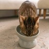 Dexypaws: Elevated Ceramic Bowl For Cats, Desert Green, 7oz Capacity - 2 of 4