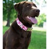 Country Brook Petz Premium Pink Sharks Dog Collar and Leash - image 2 of 4