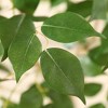 DR.Planzen UV Resistant 6-7FT Artificial Pre Potted Ficus Tree with White Tall Planter for Indoor Outdoor Office House Decor - 3 of 4