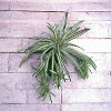 Floral Home 32" Wide Spider Plant with 60 Silk Fronds - 12-Piece - 2 of 4