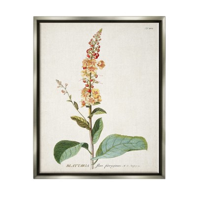 Stupell Industries Botanical Plant Illustration Flowers Vintage Design