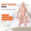 VEVOR Nursing Training Manikin, Male/Female Life Size Demonstration Human Manikin for Nursing Training, Multifunctional Education Teaching Model - 3 of 4