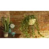 Ultimate Innovations 2pk 11" Steel Self Watering Hanging Baskets White - 2 of 4