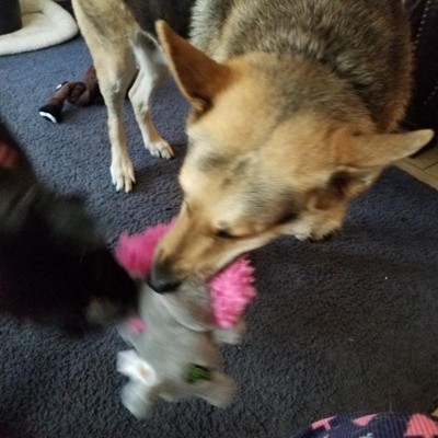 Guest review image 3 of 4, zoom in