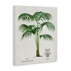 Stupell Industries Vintage Palm Illustration Canvas Art - 2 of 4
