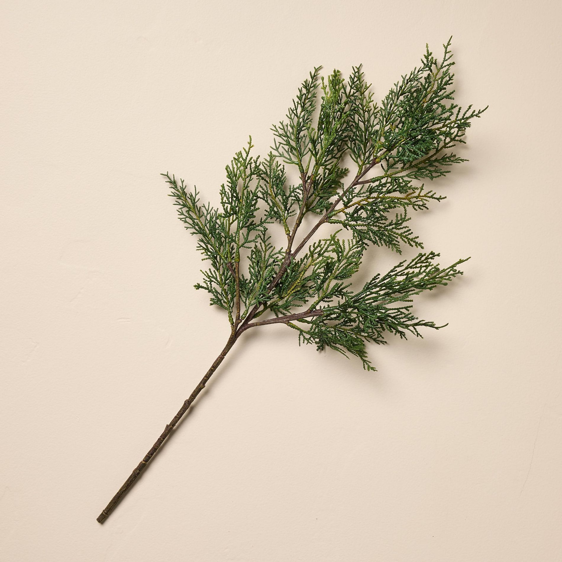 25" Cedar Artificial Stem - Hearth & Hand™ with Magnolia