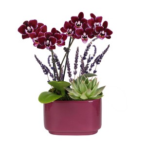 Green Circle Growers 4" Mini Purple Orchid Succulent Garden with Lavender  Purple Pot : Target