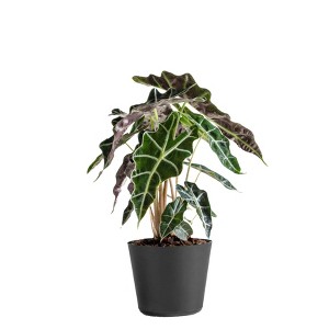 Live Alocasia Polly Elephant Ear Plant in 6" Standard Black Planter - 1 of 4