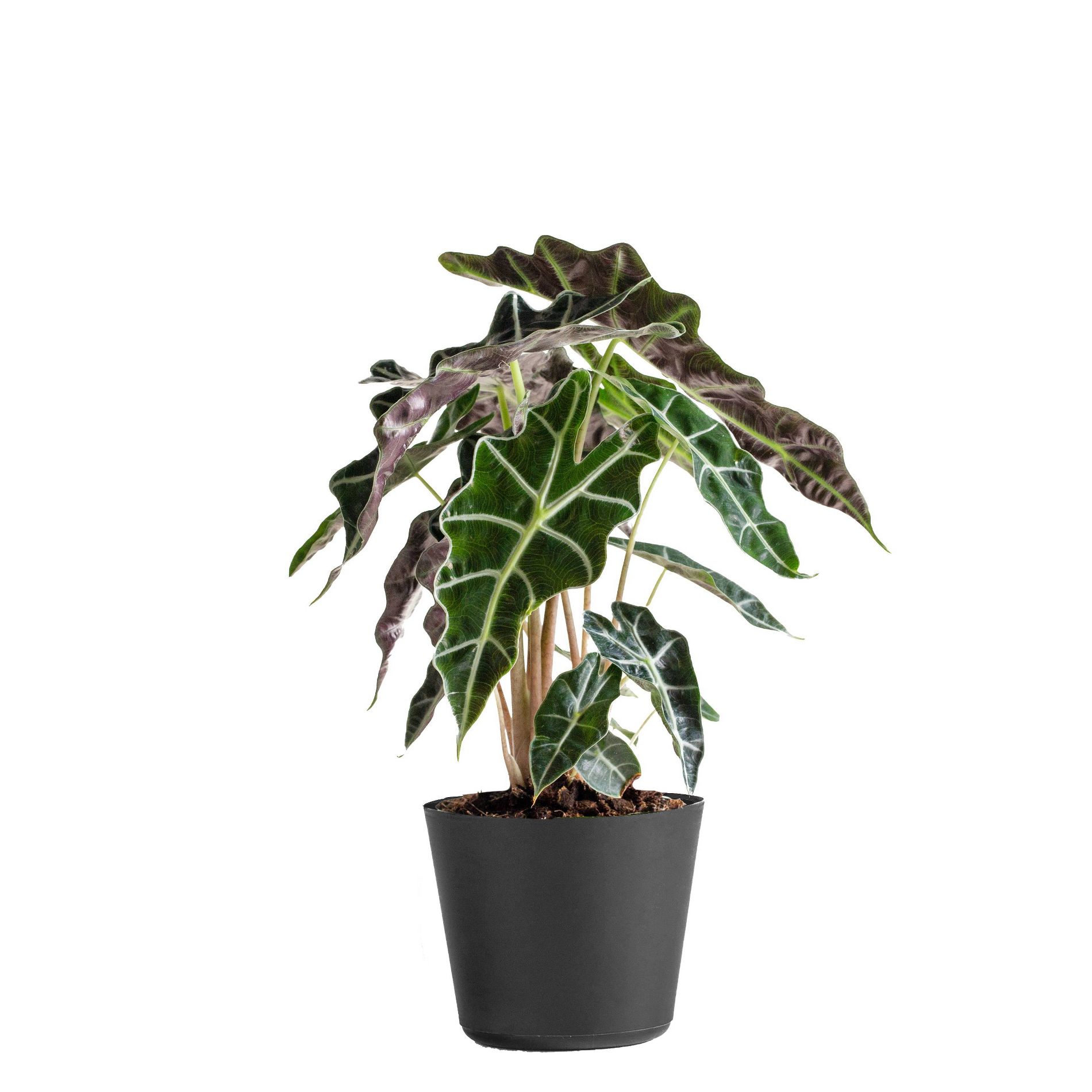 Live Alocasia Polly Elephant Ear Plant in 6" Standard Black Planter