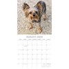 2026 Square Wall Calendar, Yorkshire Terriers, 16-Month Animals Theme with 180 Reminder Stickers (12x12 In) - 3 of 4
