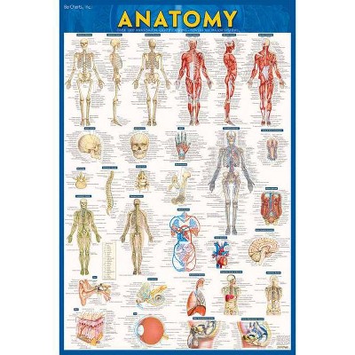 Anatomy Poster (24 X 36) - Laminated - 2nd Edition by  Vincent Perez
