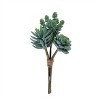 Succulent Bundle (Set of 6) - 4 of 4