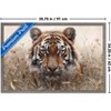 Trends International Reinders: Animals - Hunting Tiger In Grasses Framed Wall Poster Prints - 3 of 4