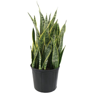 2Gal Snake Plant &#39;Laurentii&#39; Sansaveria Plant in 10&#34; Grower&#39;s Pot - National Plant Network