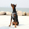 PETKIT Air Fly Harness Dog and Cat - 4 of 4