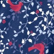 evening blue cardinals