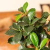 Live 4" Ficus Ginseng Potted Houseplant - image 3 of 3