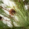 3' Sullivans Pine Tree With Curling Willow, Green - 2 of 3
