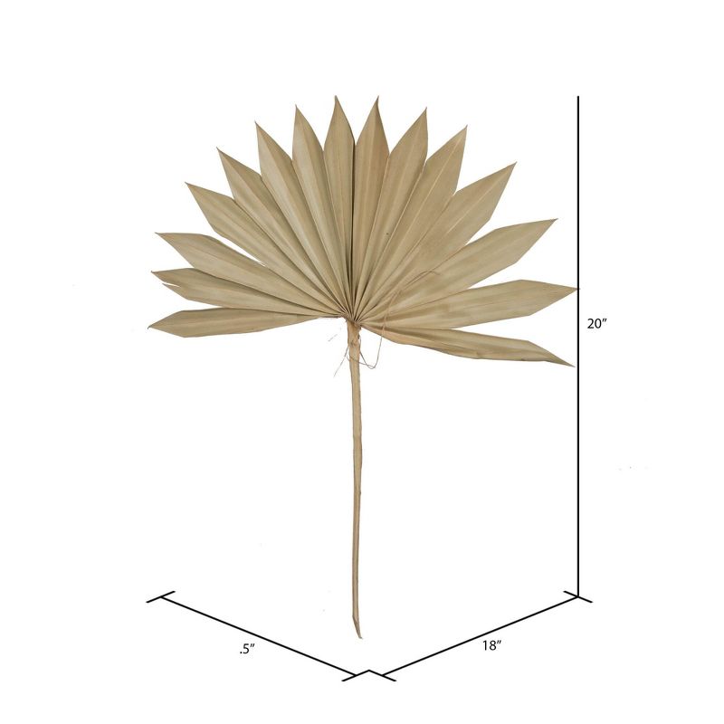 Vickerman Natural Botanicals 20" Natural Dried Super Palm Sun Spear- 12 stem/polybag. This sun spear measures about 17.7 to 20.5 inches long. It, 2 of 5