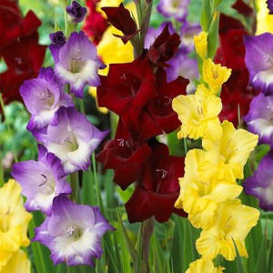 Van Zyverden 25ct Bulbs Gladiolus De Luxe Blend - 1 of 4