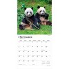 BrownTrout Giant Pandas 2026 12"x24" Hanging Square Wall Calendar Plastic-Free - 4 of 4