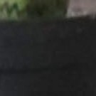 snake plant (green) 40cm