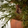 Sullivans Artificial Potted Cedar Pinecone Christmas Tree  Green  Indoor Christmas DÃƒÂ©cor - 2 of 4